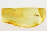 Fossil Ant-Like Stone Beetle (Eutheia) in Baltic Amber #284696-1